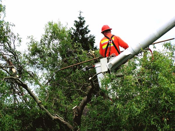 Tree Service